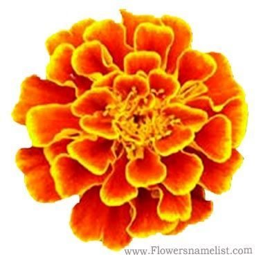 french marigold orange flower