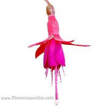 fuschia pink flower