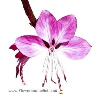 gaura pink flower