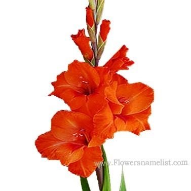 gladiolus orange