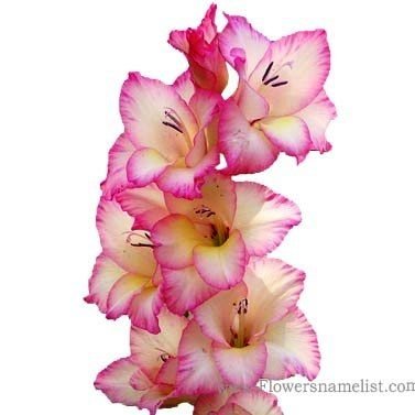 gladiolus pink