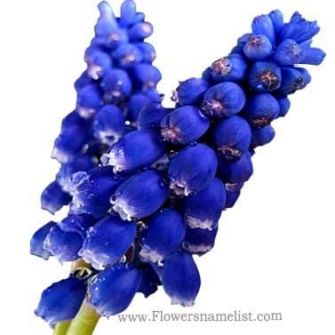 grape hyacinth macro blue