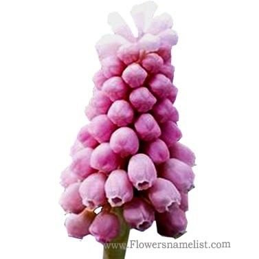grape hyacinth pink