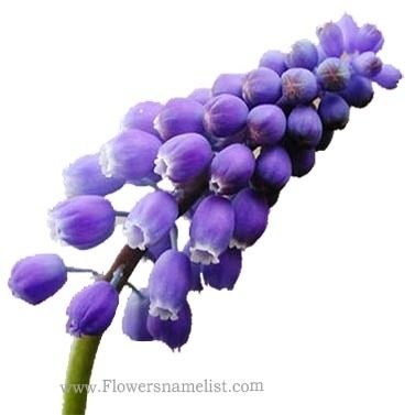 grape hyacinth purple