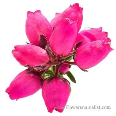 heather pink flower