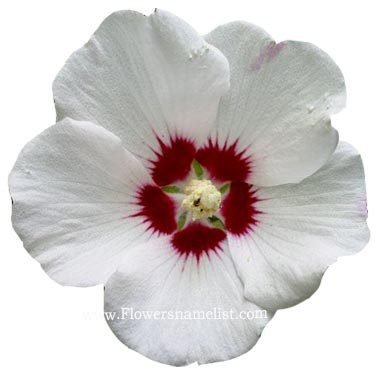 hibiscus syriacus rose of sharon