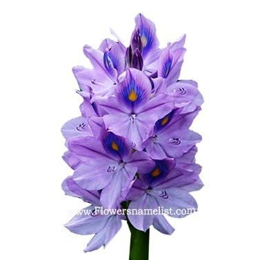 hyacinth Water flowers