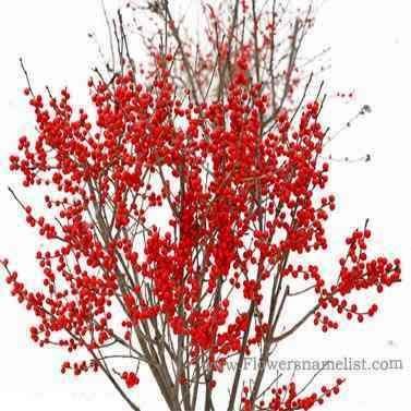 ilex verticillata berry poppins