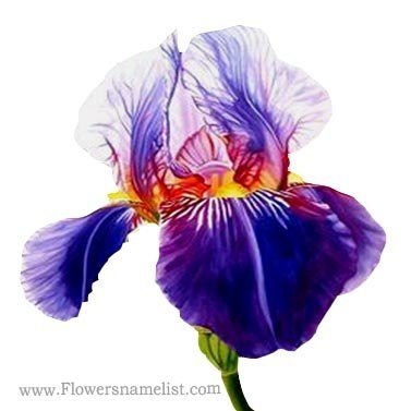 iris blue flowers