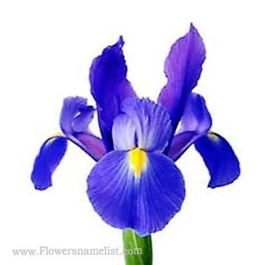iris dark blue flowers