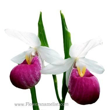 lady's slipper pink and white