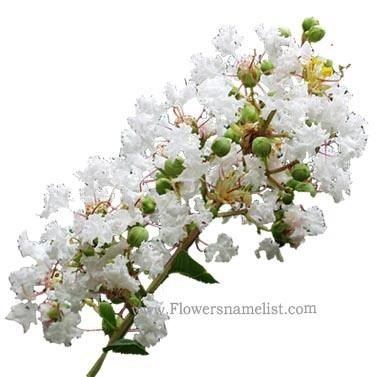 lagerstroemia indica flower white
