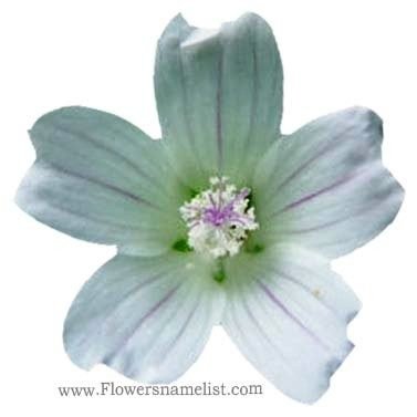 mallow white flower