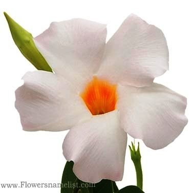 mandevilla white flowers