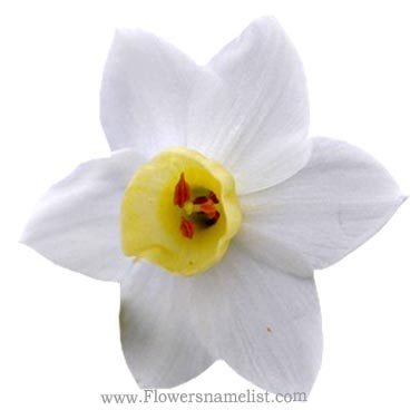 mayflower flower white