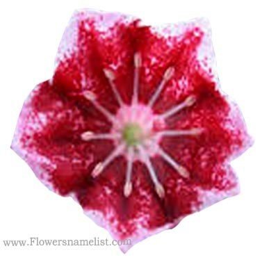 mountain laurel red flower