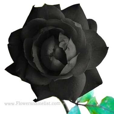 natural black rose