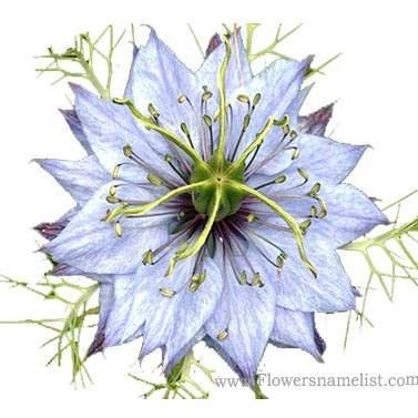 nigella blue flower