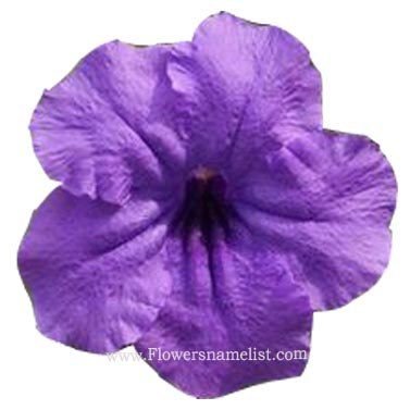 oleander Purple Nerium