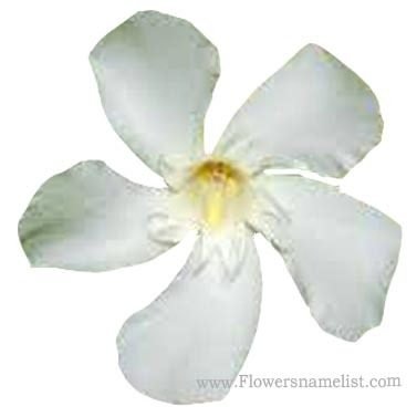 oleander white Nerium