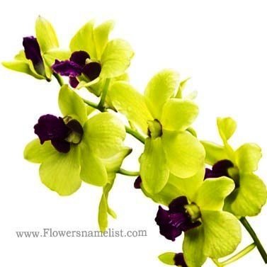 orchid Bright Green
