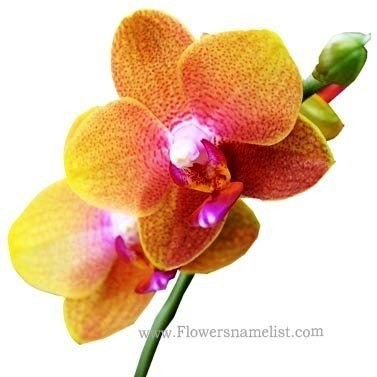 orchid pink yellow rona black