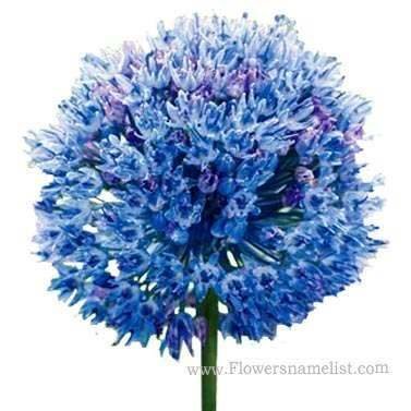 ornamental onion blue