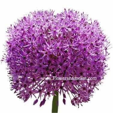 ornamental onion flowers