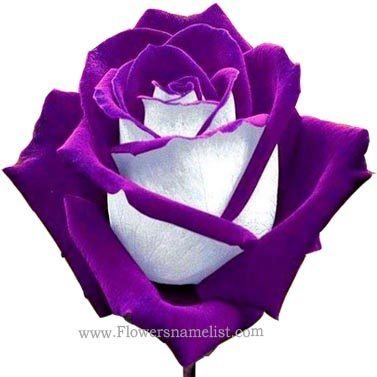 osiria purple rose