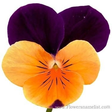 pansies Viola tricolor