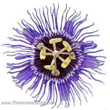 passiflora purple haze passion flower