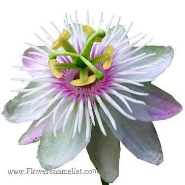 passiflore foetida passion flower
