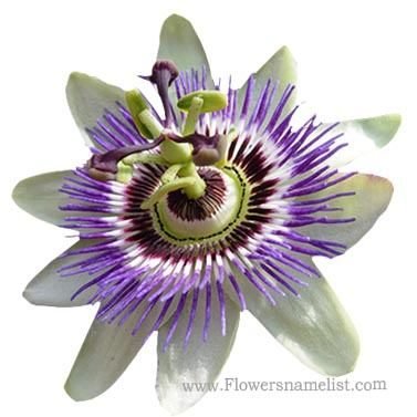 passion blue flower, Passiflora incarnata