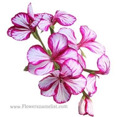 pelargonium peltatum white pink