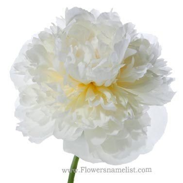 peony white flower