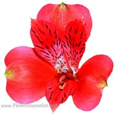 peruvian lily red