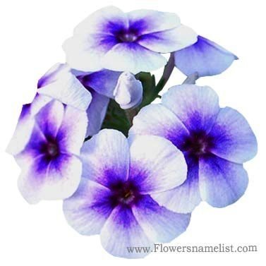 phlox white with blue