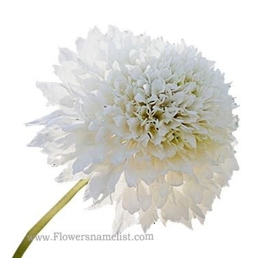 pincushion flower white