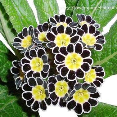 polyanthus Silver laced