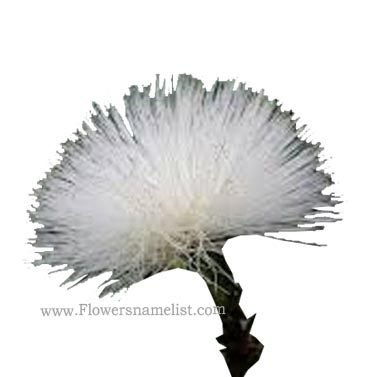 powder puff Fabaceae White