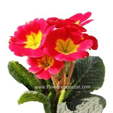 primula red flower