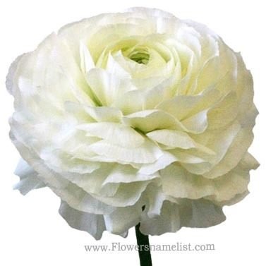 ranunculus flower white