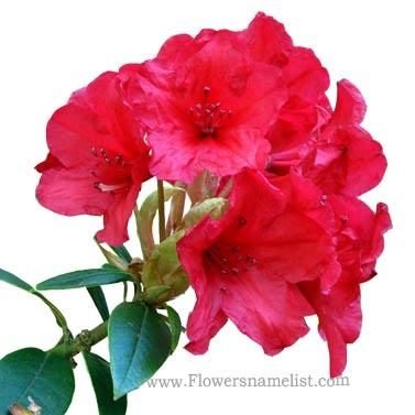 rhododendrons red