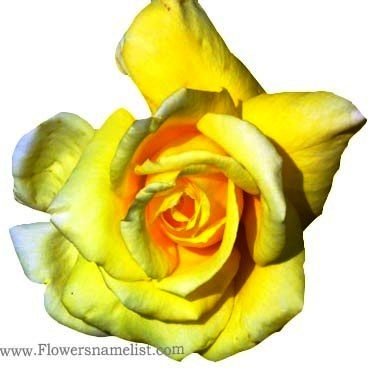 rose-flowers-yellow and white