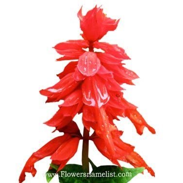 salvia red flower