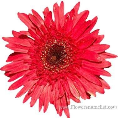 shasta daisy red