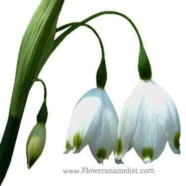 snowdrops or Snowflake flowers