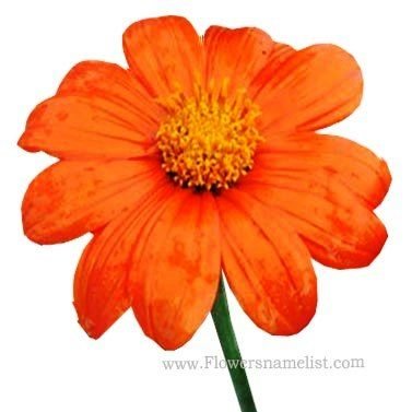 tithonia gold finger-Sunflower-Mexican