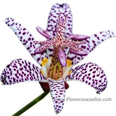 toad lily flower