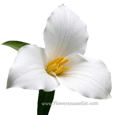 trillium-white flower